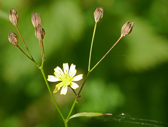 Lapsana communis
