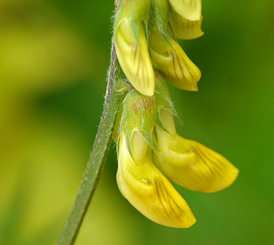 Lathyrus pratensis