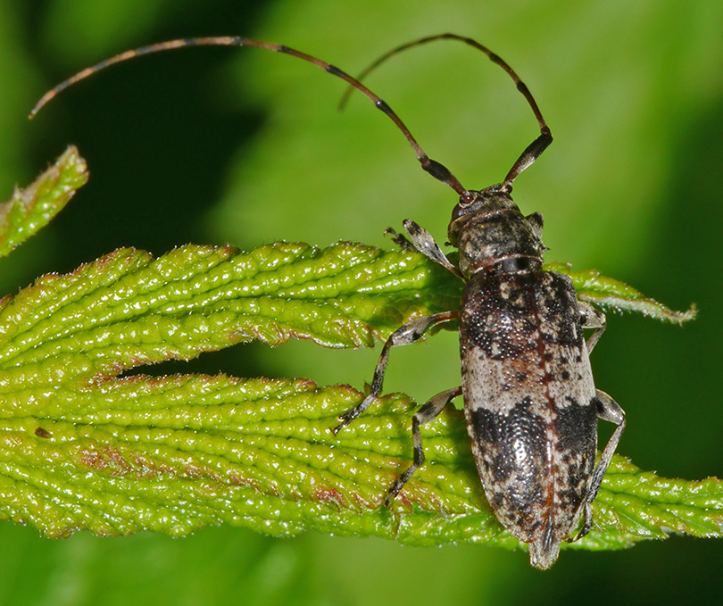 Leiopus linnei nebulosus agg