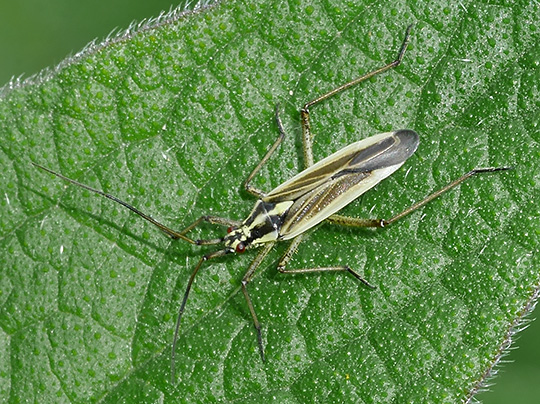 Leptopterna dolabrata