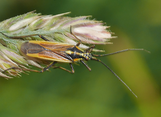 Leptopterna dolabrata