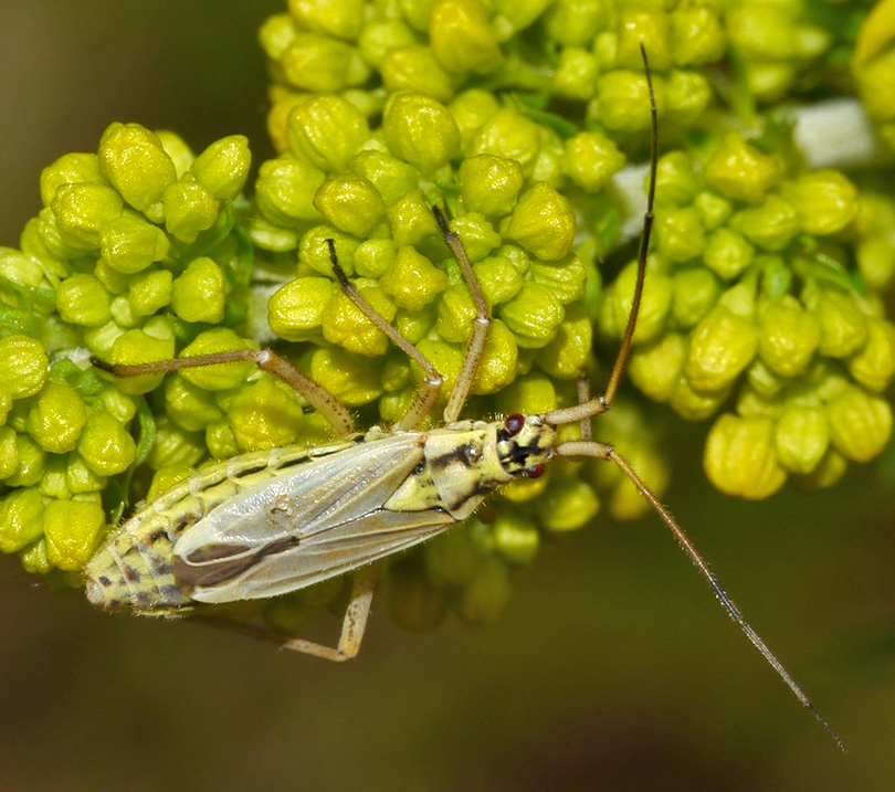 Leptopterna dolabrata