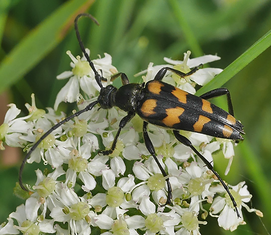 Leptura quadrifasciata