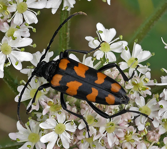 Leptura quadrifasciata
