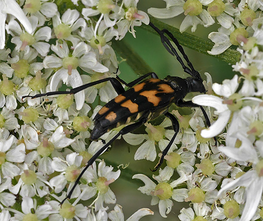 Leptura quadrifasciata