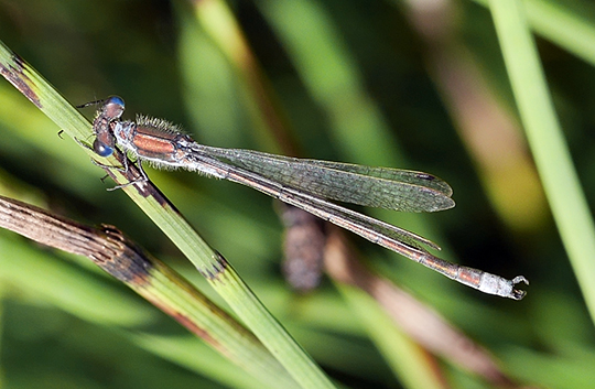 Lestes sponsa