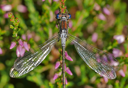 Lestes sponsa