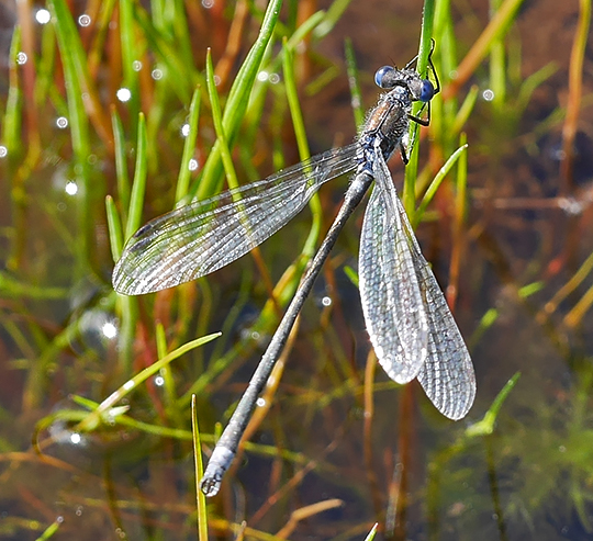 Lestes sponsa