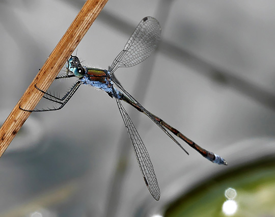 Lestes sponsa