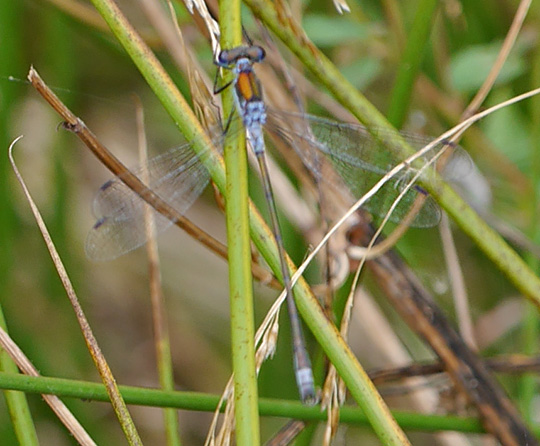 Lestes sponsa