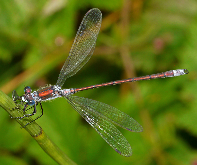 Lestes sponsa