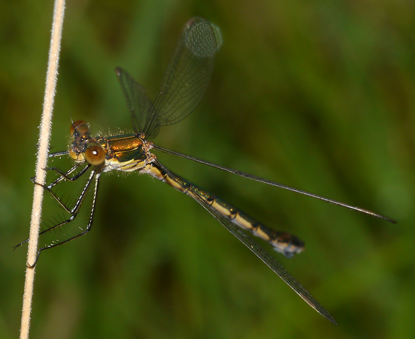 Lestes sponsa