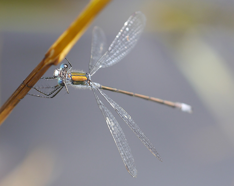 Lestes sponsa