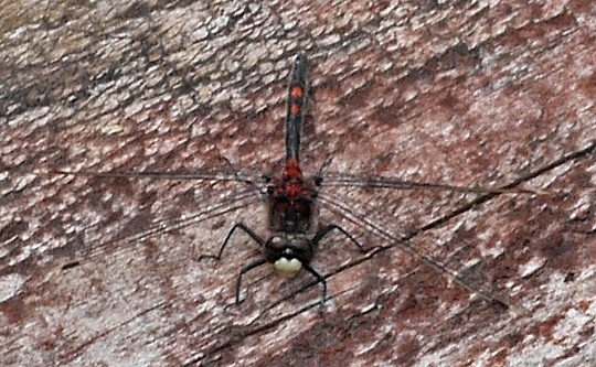 Leucorrhinia dubia
