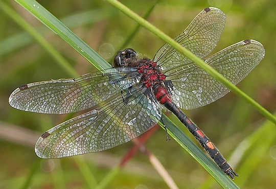 Leucorrhinia dubia