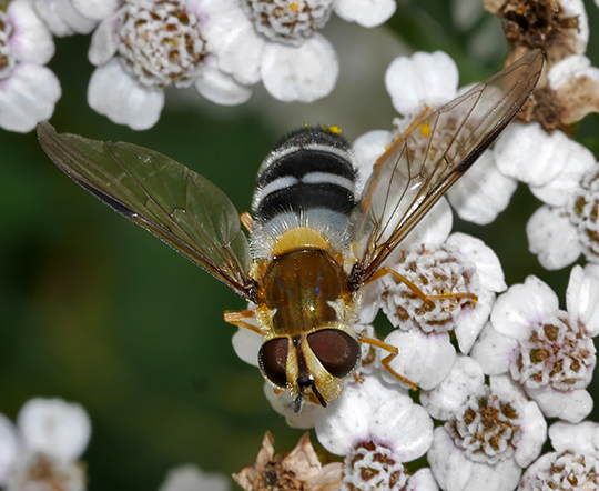 Leucozona glaucia