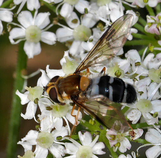 Leucozona glaucia