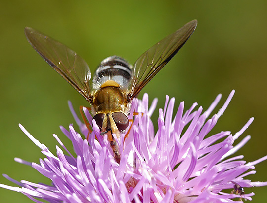 Leucozona glaucia