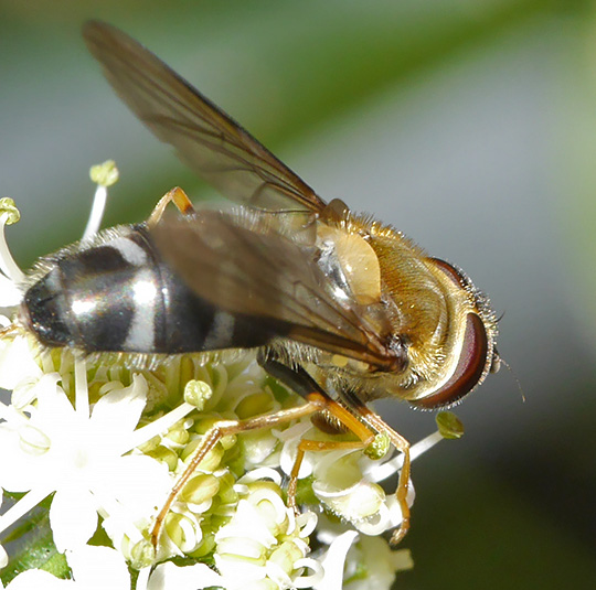 Leucozona glaucia
