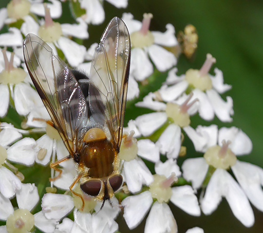 Leucozona glaucia