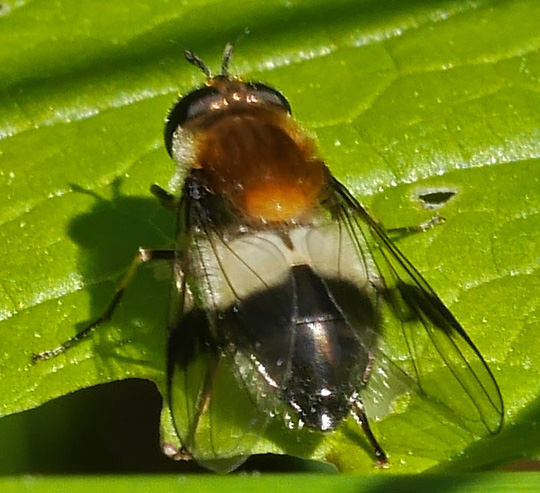 Leucozona lucorum