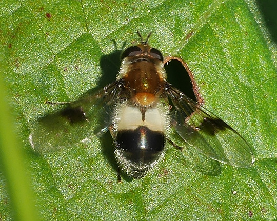 Leucozona lucorum