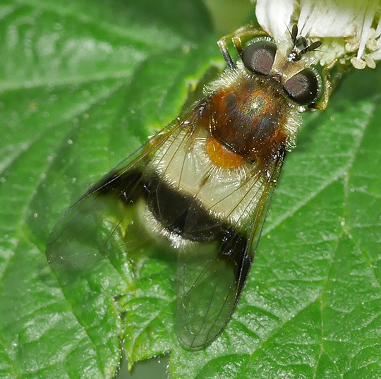 Leucozona lucorum