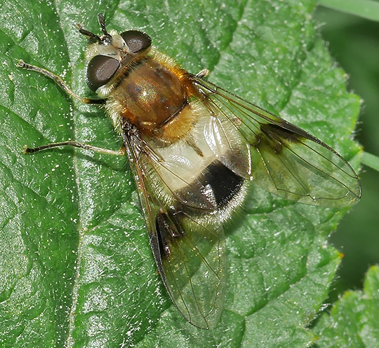 Leucozona lucorum