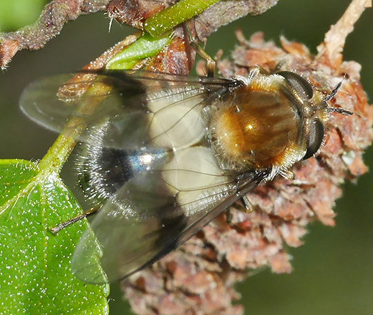 Leucozona lucorum