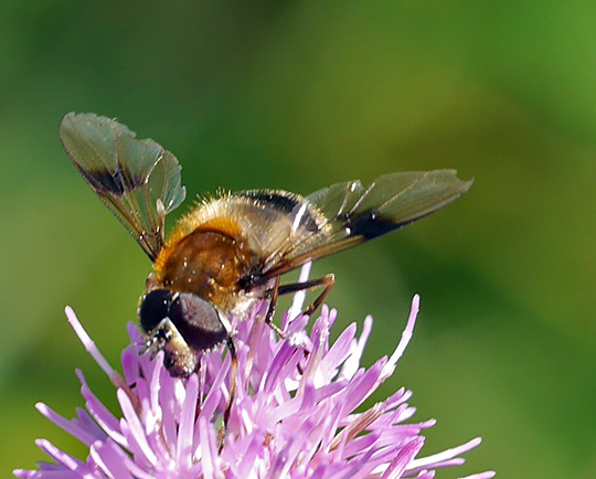 Leucozona lucorum