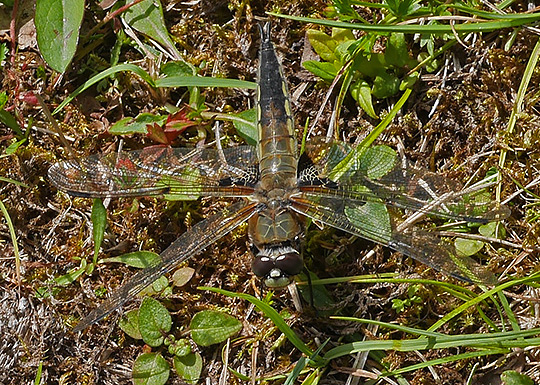 Libellula quadrimaculata
