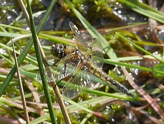 Libellula quadrimaculata