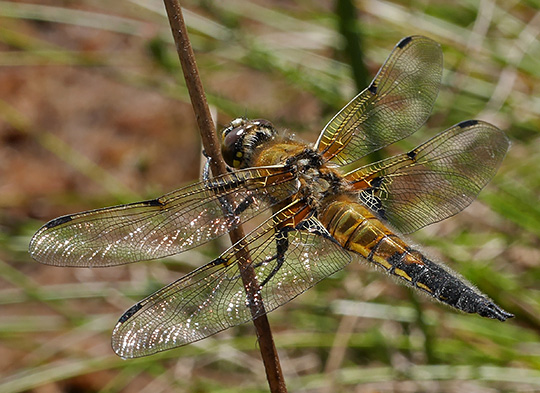 Libellula quadrimaculata