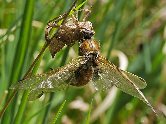 Libellula quadrimaculata