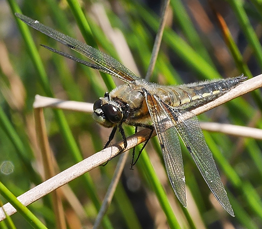Libellula quadrimaculata