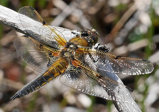 Libellula quadrimaculata