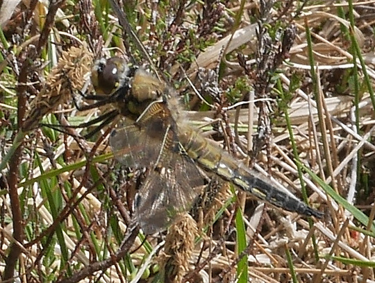 Libellula quadrimaculata