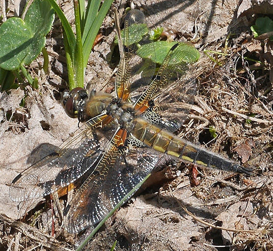 Libellula quadrimaculata