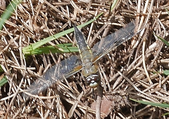 Libellula quadrimaculata
