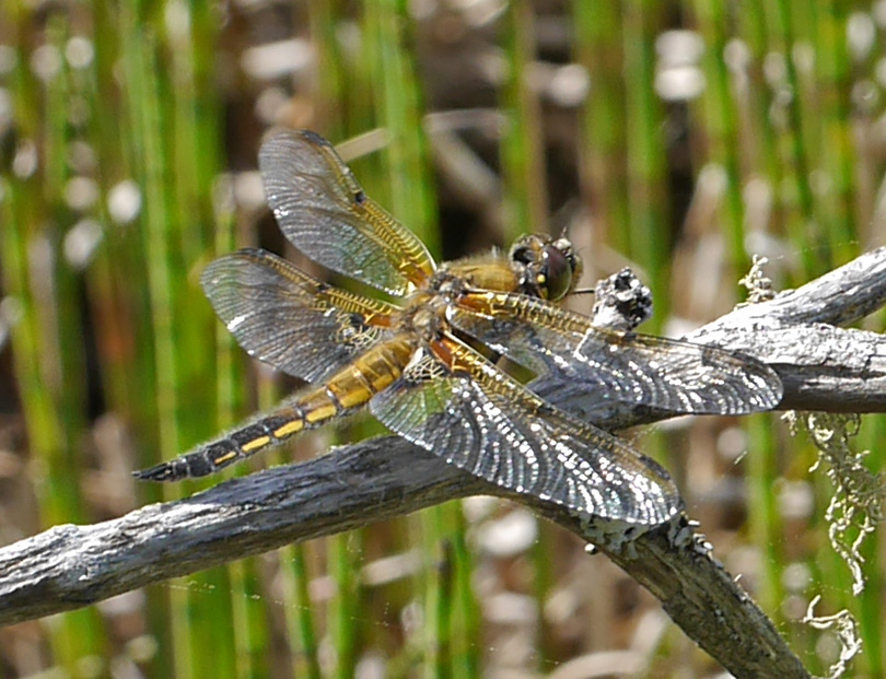 Libellula quadrimaculata