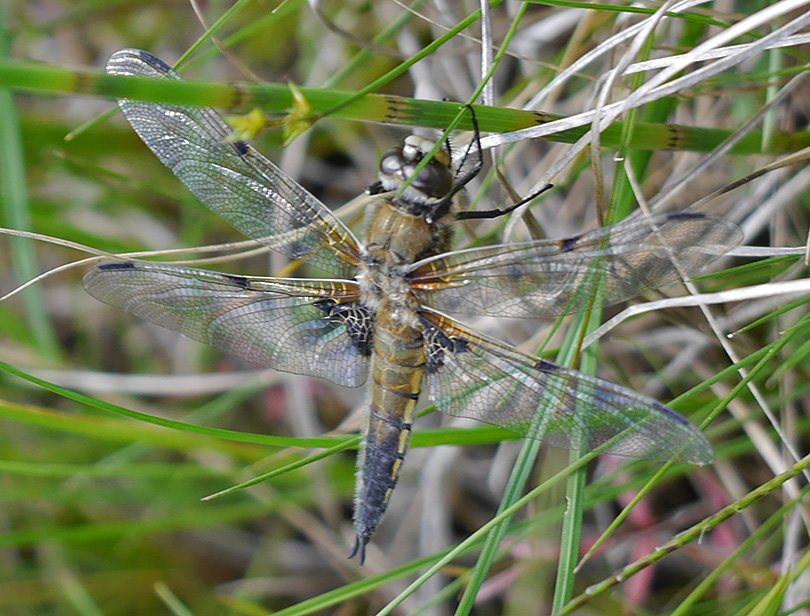 Libellula quadrimaculata