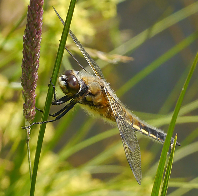 Libellula quadrimaculata