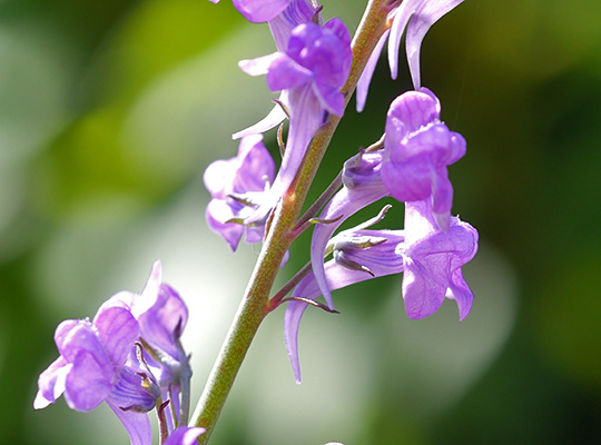 Linaria purpurea