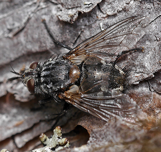 Linnaemya rossica