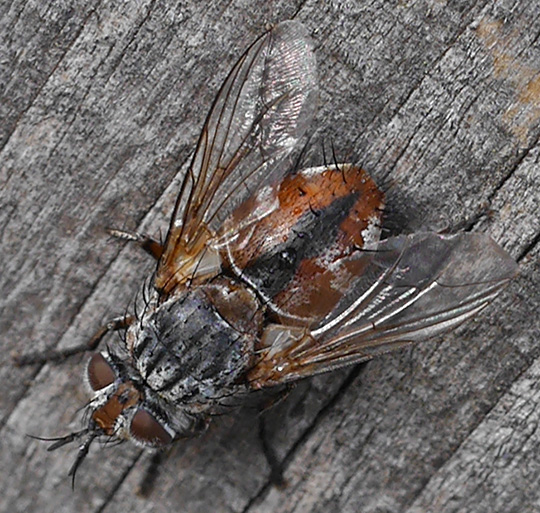 Linnaemya vulpina