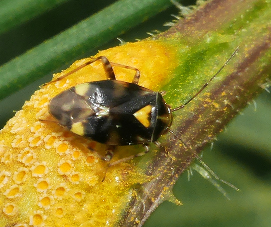 Liocoris tripustulatus