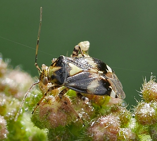 Liocoris tripustulatus