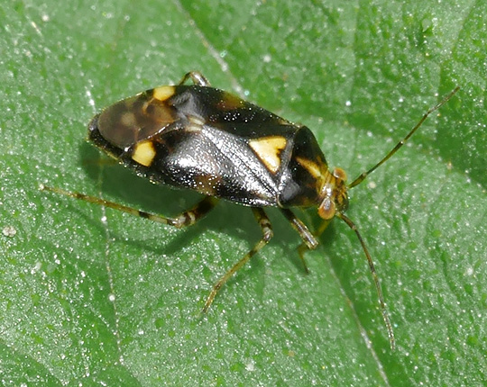 Liocoris tripustulatus