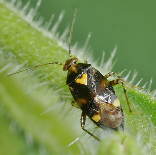 Liocoris tripustulatus