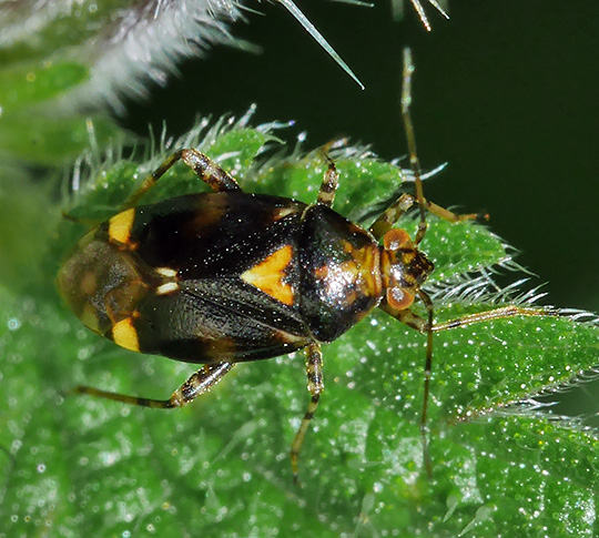 Liocoris tripustulatus